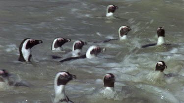 Penguins coming out of the sea