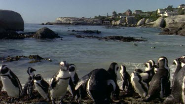 Penguins on Boulders Beach. Houses in bg.