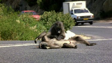 Chacma baboons grooming in the middle of a road. Cars drive past
