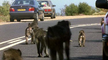 Troop of baboons in the middle of the road, cars parked to the side