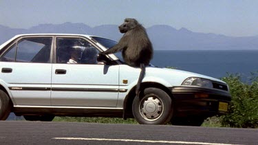 Baboon on bonnet of a car. The driver tries to drive but only goes slowly.