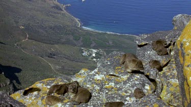 HA. Rock Hyrax Dassie on Table Mountain with view of sea and mountain below.