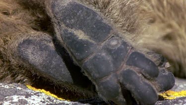 Underside of Rock Hyrax Dassie foot