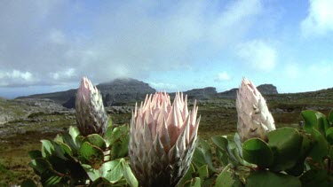 LA. King Protea flowers