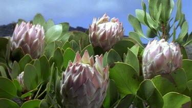 King Protea flowers opening.