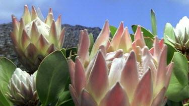 King Protea flowers opening.