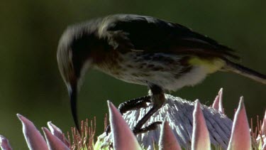 Cape Sugarbird on open King Protea flower