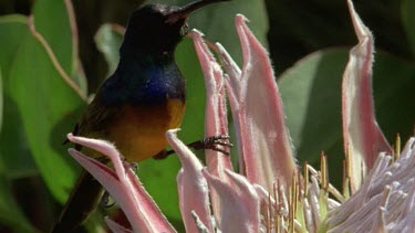 Sunbird on open King protea flower