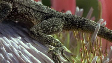 Agama lizard on protea