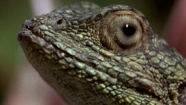 Head of Agama lizard on protea