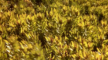 Yellow laurelium bush