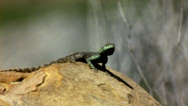 CM0062-PP-0033851 Agama lizard basking on rock, heat haze