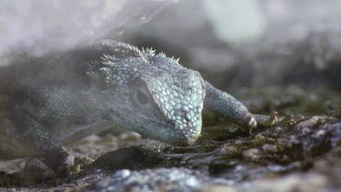 Agama drinks from drops of water on rock, mist lifts from the rock.