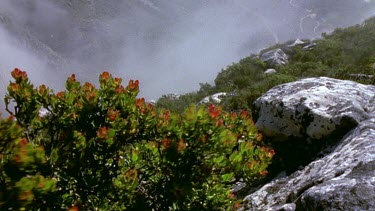 bush with red flowers blowing in the wind. Mist rolls in fast from behind.