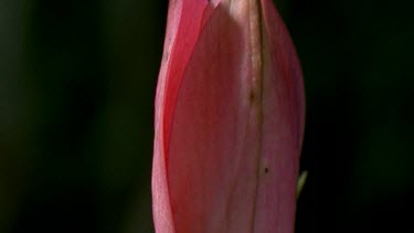 Red orchid flower opening