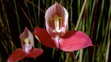Red orchid flower opening