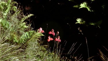 Red Orchid flowers blooming appearing in the dark