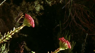 Butterfly flying over Watsonia flowers