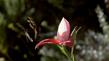 Butterfly flying over Watsonia flowers