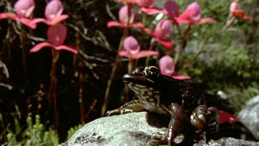 Watsonia flowers in background, Table Mountain Ghost frog leaps off rock
