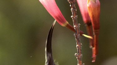 Sunbird feeding on Erica plant