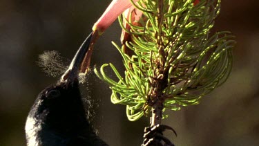 LA. Sunbird feeding on Erica plant. Bird is covered by fine dust of pollen