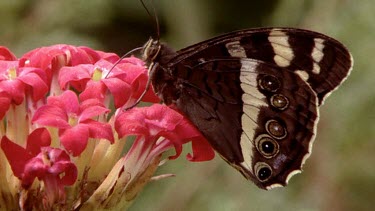 Pan from Mountain Pride Butterfly to sunbird, both feeding on crassula flower.