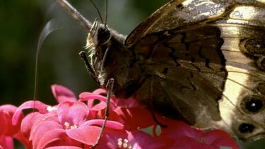 Mountain Pride butterfly feeding on crassula flower, flies off