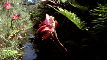 Red disa orchids blooming on banks on mountain stream.