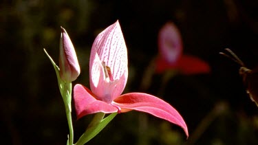 Mountain Pride Butterfly feeding on red Disa Orchid