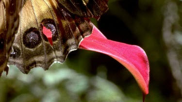 Pan Mountain Pride Butterfly feeding on red Disa Orchid