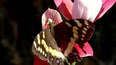 Mountain Pride Butterfly feeding on red Disa Orchid. Beating wings.
