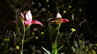 Mountain Pride Butterfly feeding on red Disa Orchid. Butterfly flies off. Will carry pollen sacs and drop them off when it feeds on next orchid.