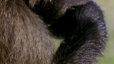 Chacma baboon feeding on grass.