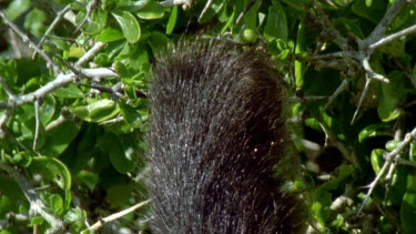 Chacma baboon feeding on fynbos plant. CU hand as it picks leaves.