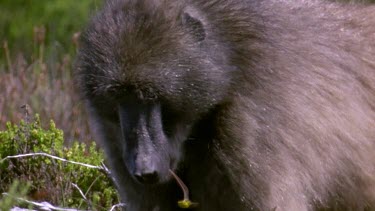 Chacma baboon feeding on fynbos plant.