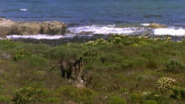 Troop of Chacma baboons walking through fynbos with ocean in bg