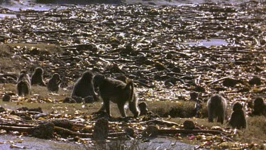Chacma baboons foraging amongst kelp left behind by high tide.