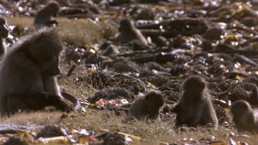 Chacma baboons foraging amongst kelp left behind by high tide.