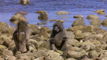 Male Chacma baboons walking on rocky foreshore foraging for crustacea and molluscs