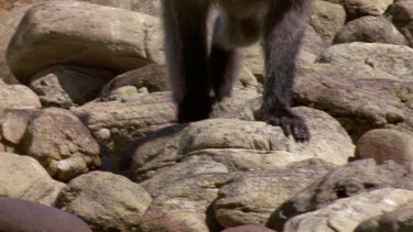 Feet of male Chacma baboon walking on rocky foreshore