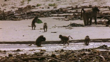 Baboons playing on beach