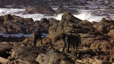 Baboons foraging for crustacea and molluscs