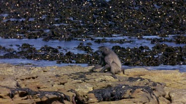 Baboon foraging for crustacea and molluscs