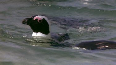 Penguins swimming like ducks.