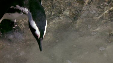 Penguin gracefully dives into water
