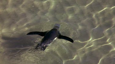 Penguin gracefully swimming in clear water