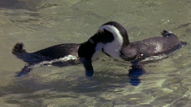 Penguins "kissing" in water as they swim. Courtship