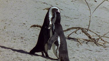Two penguins standing and "kissing". Another penguin interferes by trying to part the two courting penguins. The interefering penguin turns to threaten other penguins.