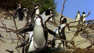 Penguin in colony vocalising, calling for a mate